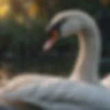 Fascinating Facts About Swans Introduction