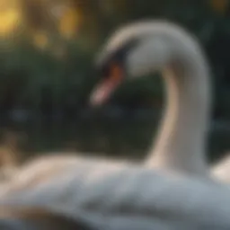 Fascinating Facts About Swans Introduction