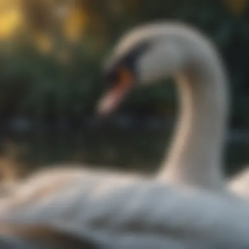 Fascinating Facts About Swans Introduction