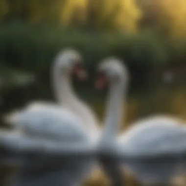 Fascinating Facts About Swans Summary