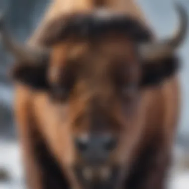 Close-up of bison's powerful horned head