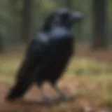 Mysterious Crow Communication in the Wild