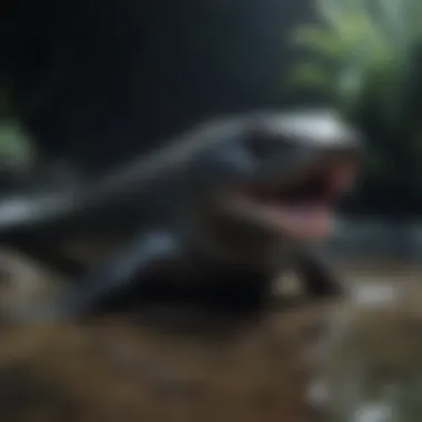 Electric Eel Electric Shock Electric Eel emitting electric shock