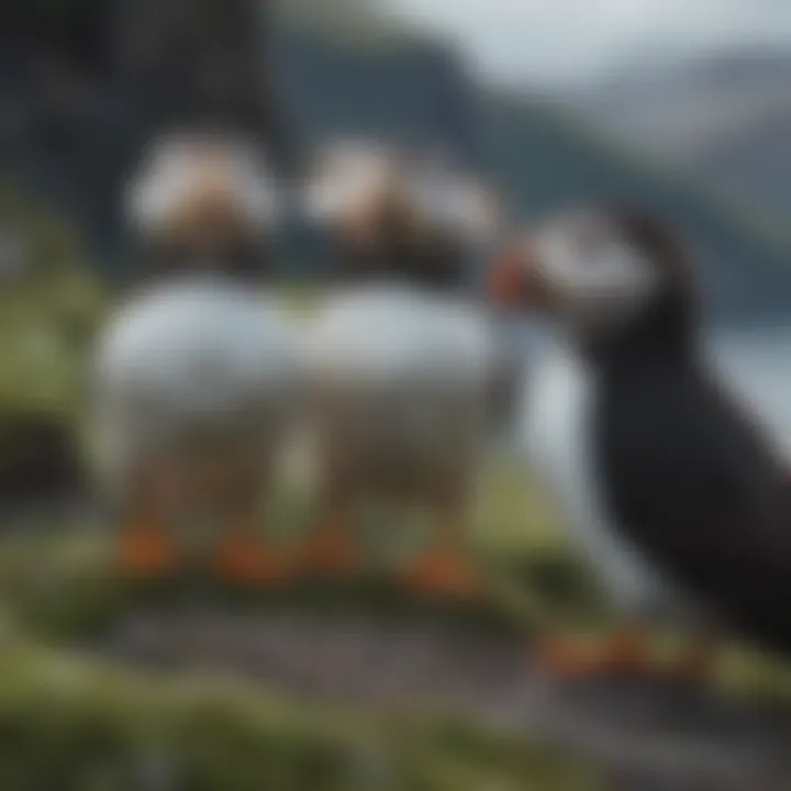 Unique Icelandic Puffins