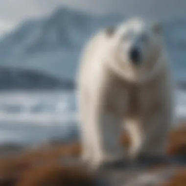 Polar bear gazing into the vast Arctic landscape