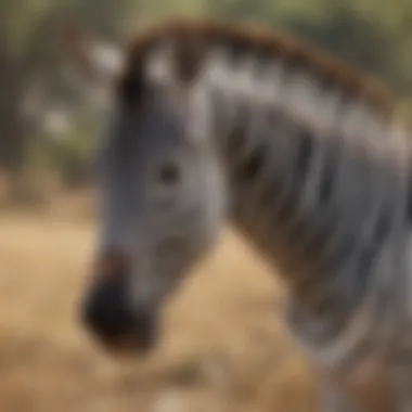 Majestic Zebra Stripes in the Savannah Majestic Zebra Stripes in the Savannah