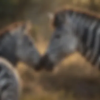 Graceful Zebra Interaction with Wildlife