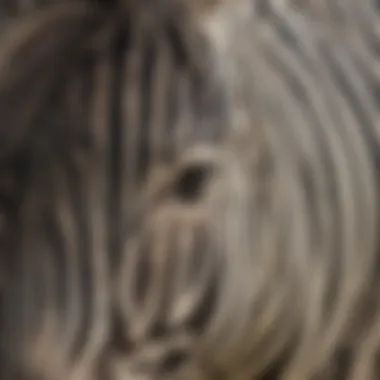 Close-up of Zebra's Unique Coat Patterns