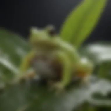 Dedicated Parenting of Glass Frog Glass frog guarding its eggs on a leaf