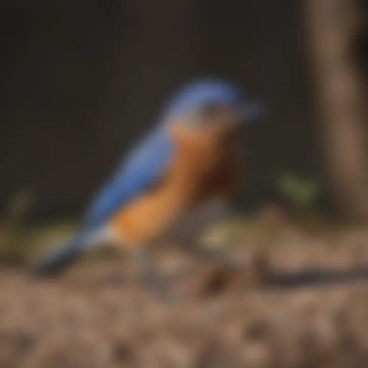 Eastern Bluebird feeding on insects