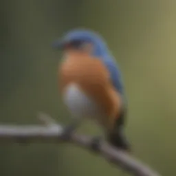 Eastern Bluebird perched on a branch