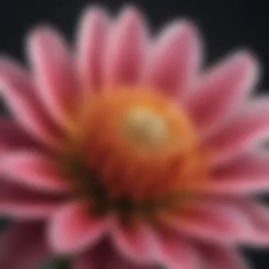 The Beauty of Unique Floral Species A close-up of a unique flower in bloom