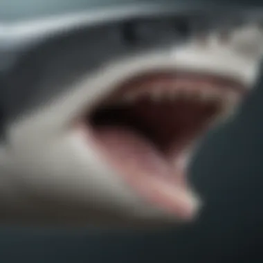 An engaging depiction of a shark's anatomy, highlighting unique features.