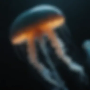 Nature's Light: Bioluminescent Jellyfish An enchanting view of a bioluminescent jellyfish illuminating the dark waters