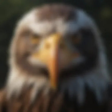 Close-Up of a Bald Eagle Close-up of a bald eagle's striking features and fierce gaze