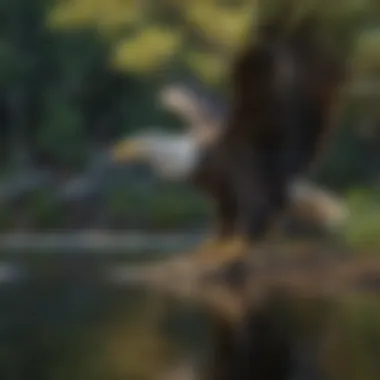Bald Eagle in Natural Habitat The bald eagle in its natural habitat near a serene lake