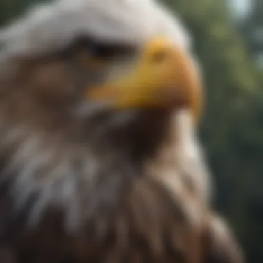 Bald Eagle Symbolizing Freedom An artistic depiction of the bald eagle symbolizing freedom