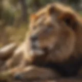 A majestic lion resting in the savannah