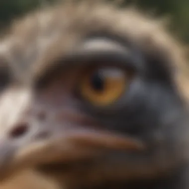 Ostrich Eye Contact