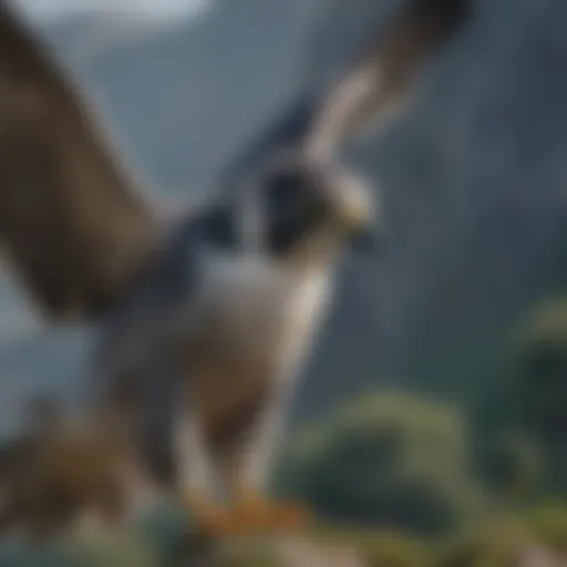 Aerial prowess of the Peregrine Falcon