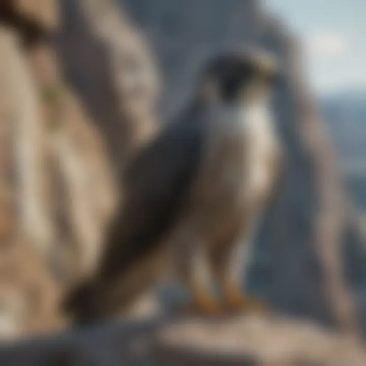 Peregrine Falcon perched on rocky cliff