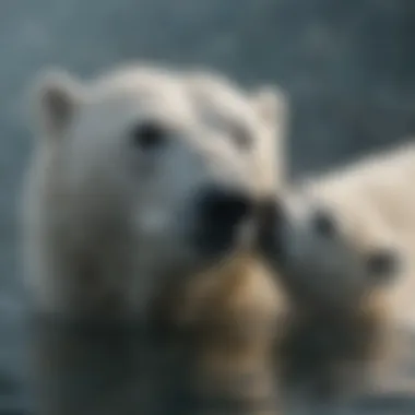 Polar Bear Adolescent Learning to Swim