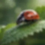 Close-up view of a ladybug on a leaf