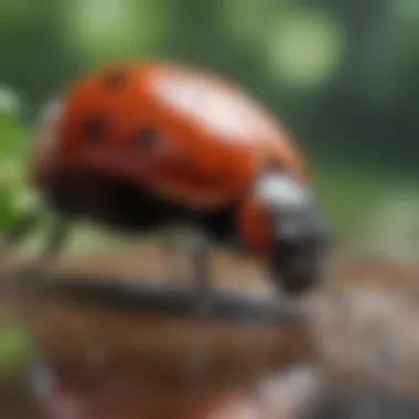 Illustration of ladybug life cycle stages