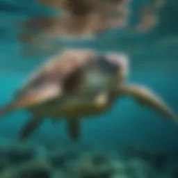 Majestic Green Sea Turtle Gliding gracefully through turquoise waters