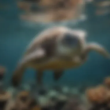 A sea turtle gliding gracefully through the water