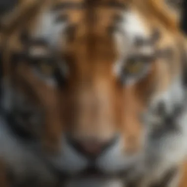 Close-up of a tiger's striking eyes and fur patterns.