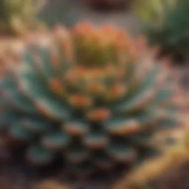 Vibrant Desert Succulents