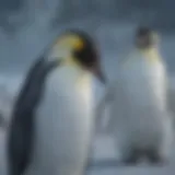 Majestic Emperor Penguin in Antarctica