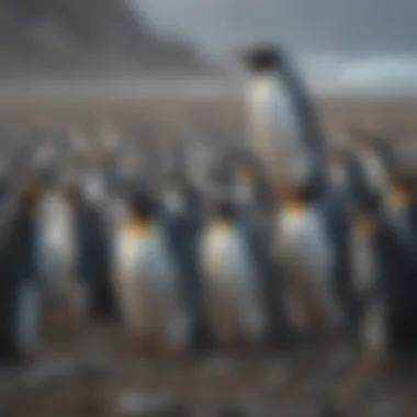 Penguin Colony Gathering for Migration
