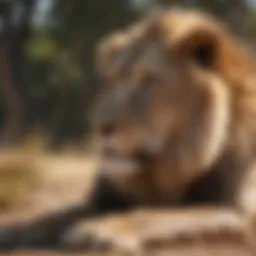 A majestic lion resting in the savannah