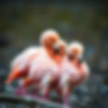 Flamingo chicks huddled together for warmth