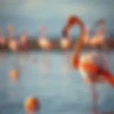 Flamingo standing in shallow water showcasing vibrant pink feathers