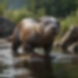 Freshwater otter hunting fish in river