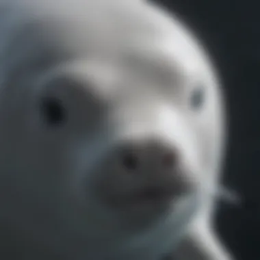 Close-up view of a beluga whale showcasing its white skin and rounded forehead