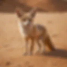 A fennec fox standing alert in the Sahara Desert sand.