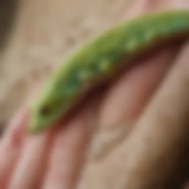 Gecko's intricate toe pads for climbing