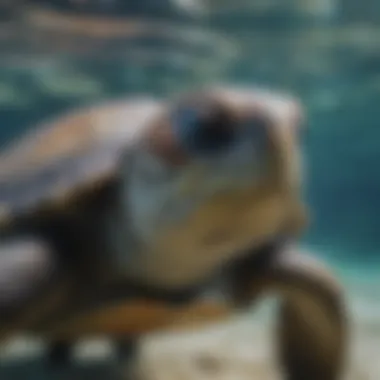 Gentle Sea Turtle gliding serenely through crystal-clear waters