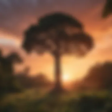 Giant Kapok tree standing tall against the backdrop of a vibrant sunset