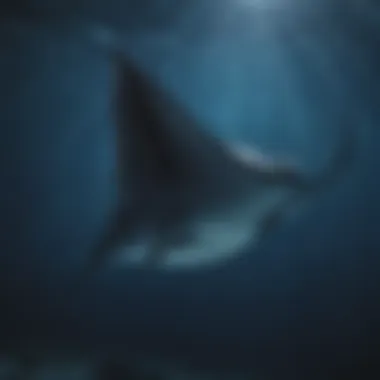 Giant manta ray gliding elegantly in the deep blue sea