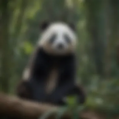 Giant Panda in Bamboo Forest