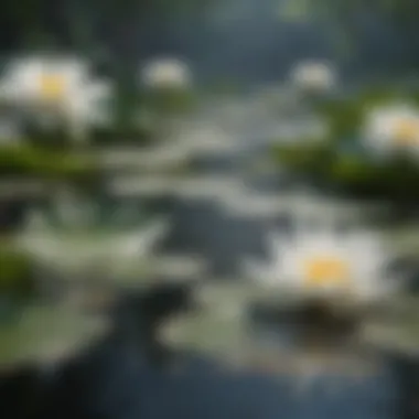 Giant water lilies in the Amazon Rainforest