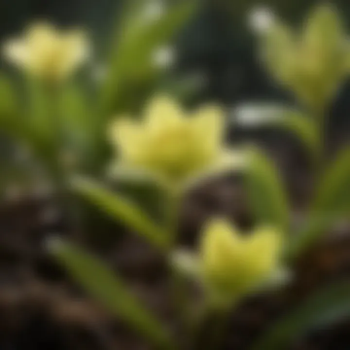 Close-Up of Butterwort Plant Leaves Glistening in Sunlight