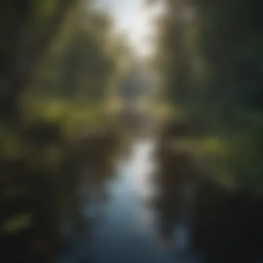 Glistening water reflecting the lush greenery of the Everglades ecosystem