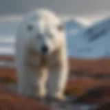 Graceful Arctic Predator