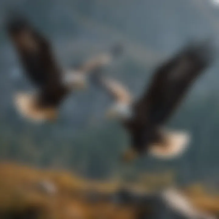 Graceful Bald Eagles Soaring in Alaska